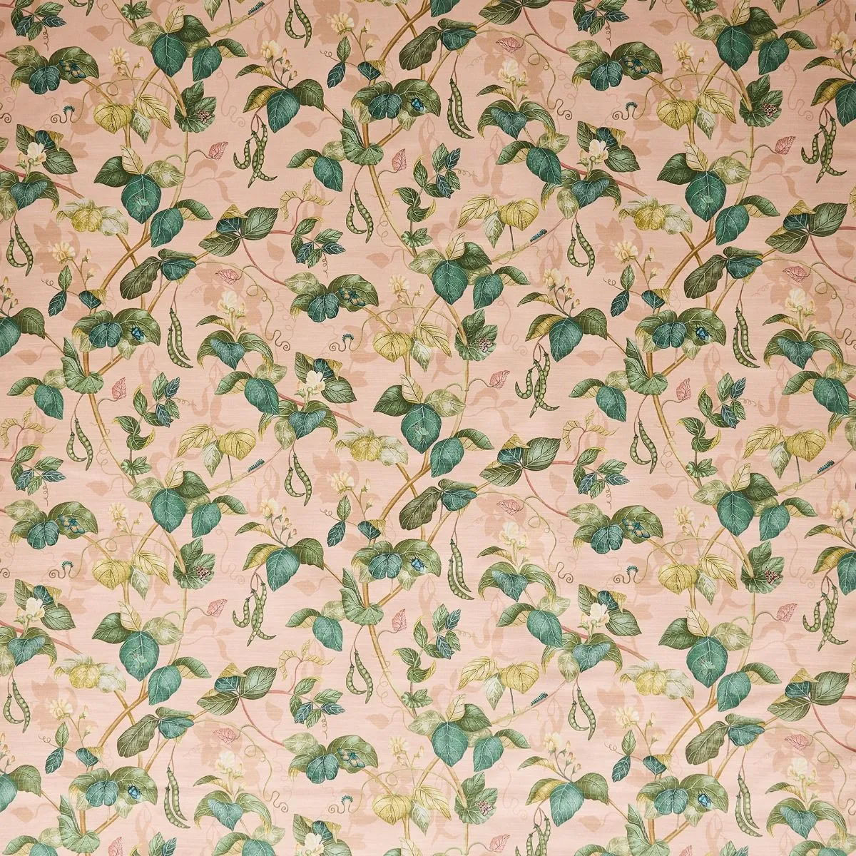 Cupani - Blush