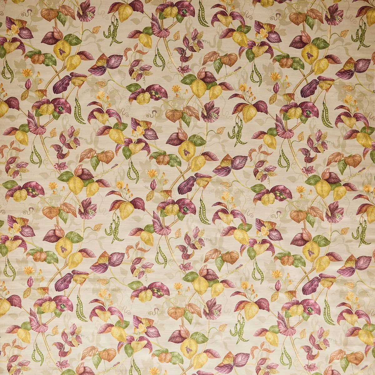 Cupani - Linen